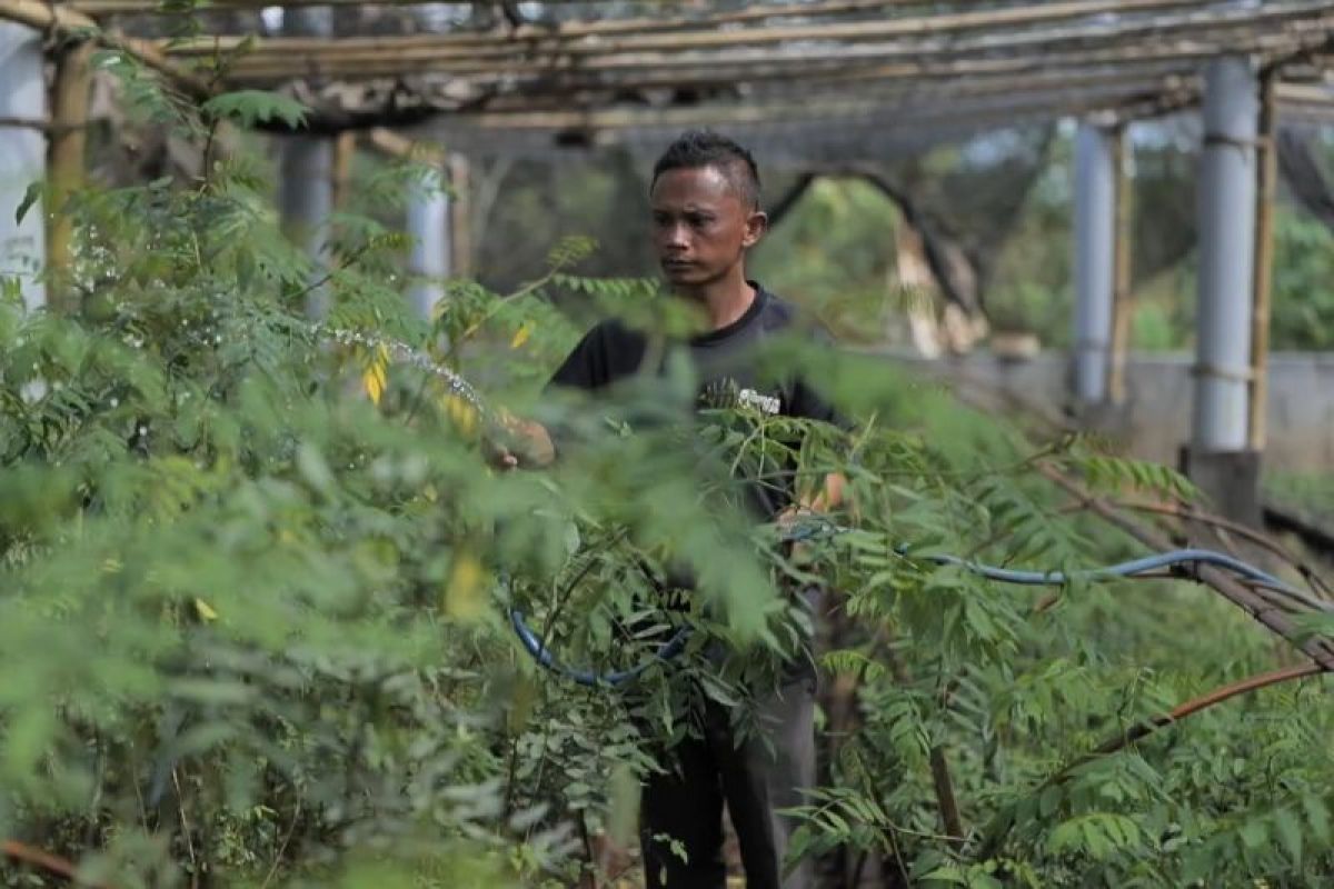 PLN kembangkan ekosistem Biomassa Berbasis Pertanian Terpadu