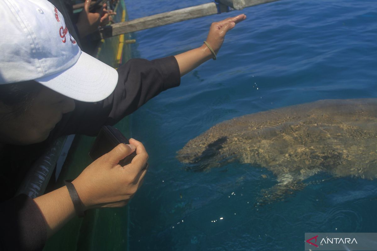 Merawat ekosistem dugong di perairan Alor