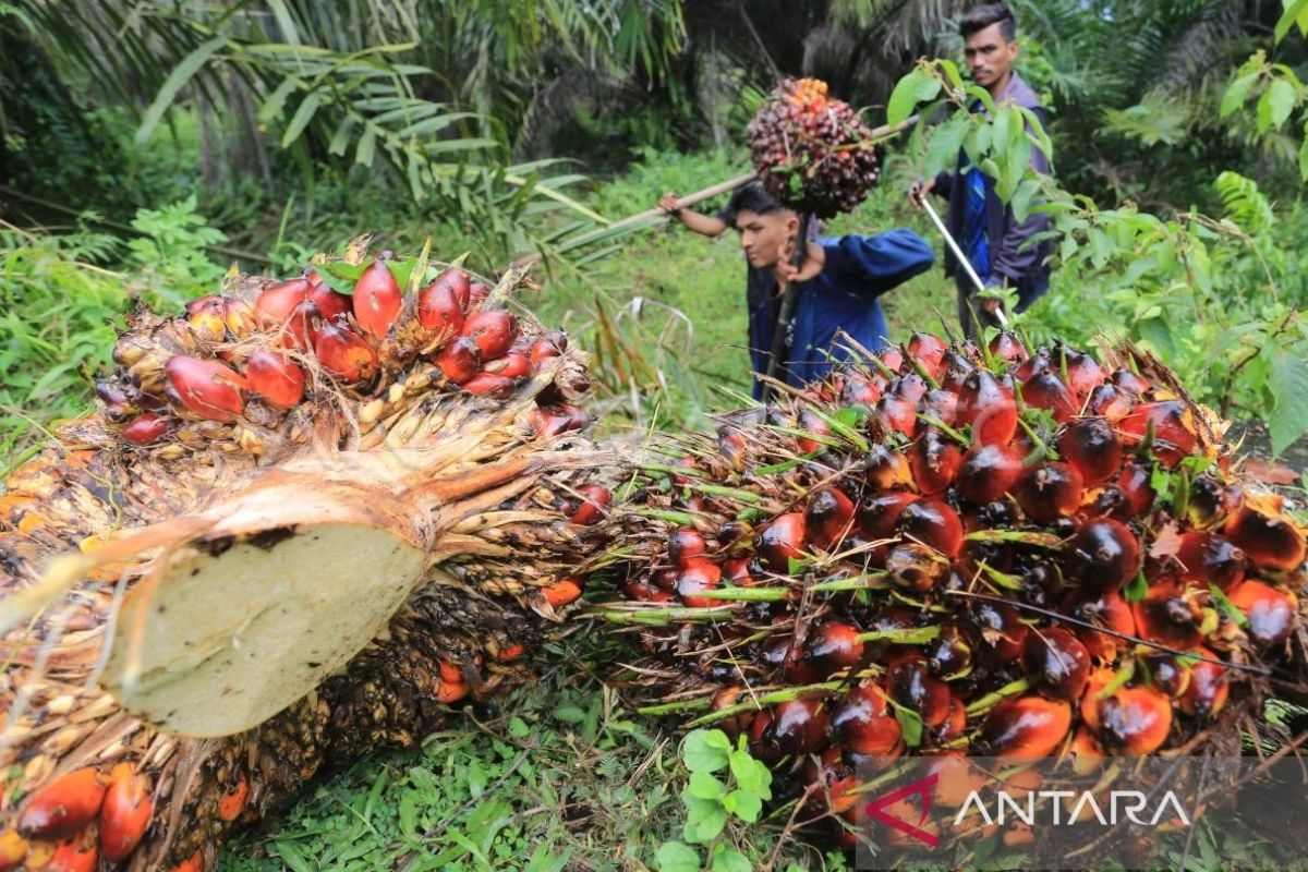 Peremajaan sawit rakyat di Aceh capai 50 ribu hektare