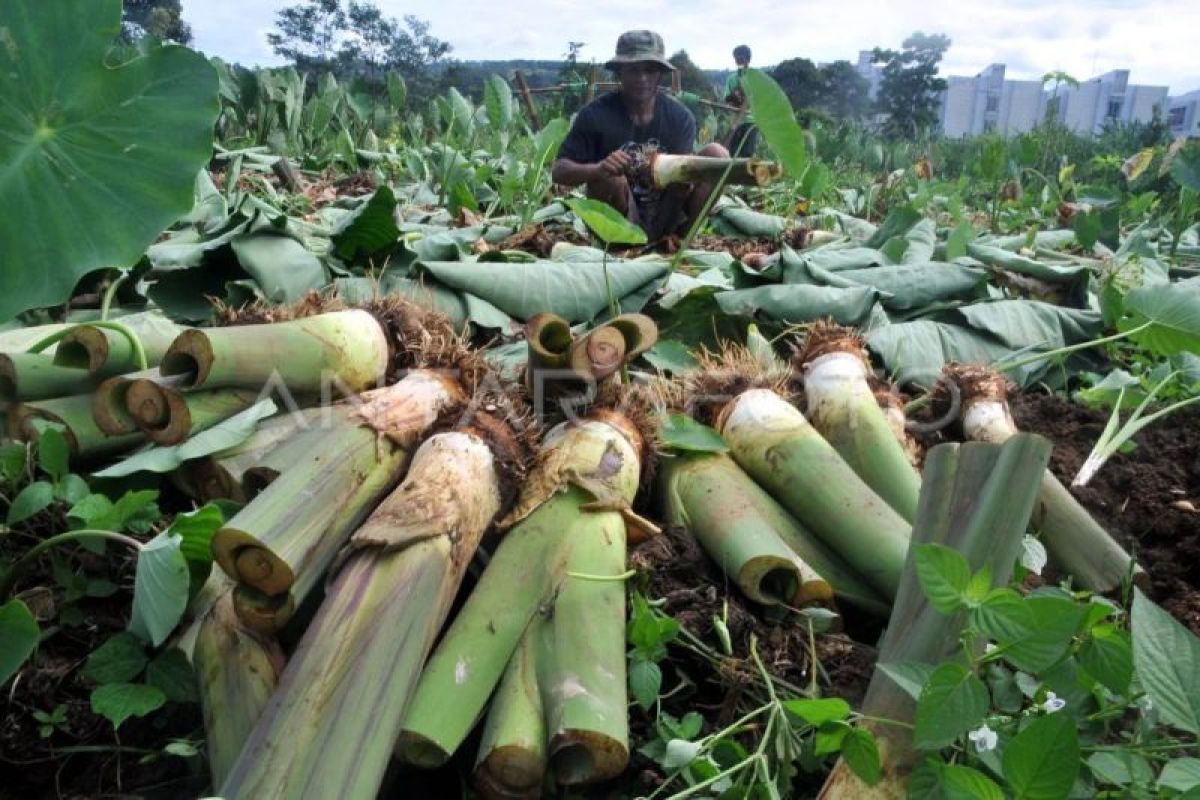 Women in Papua village grow taro to support food security