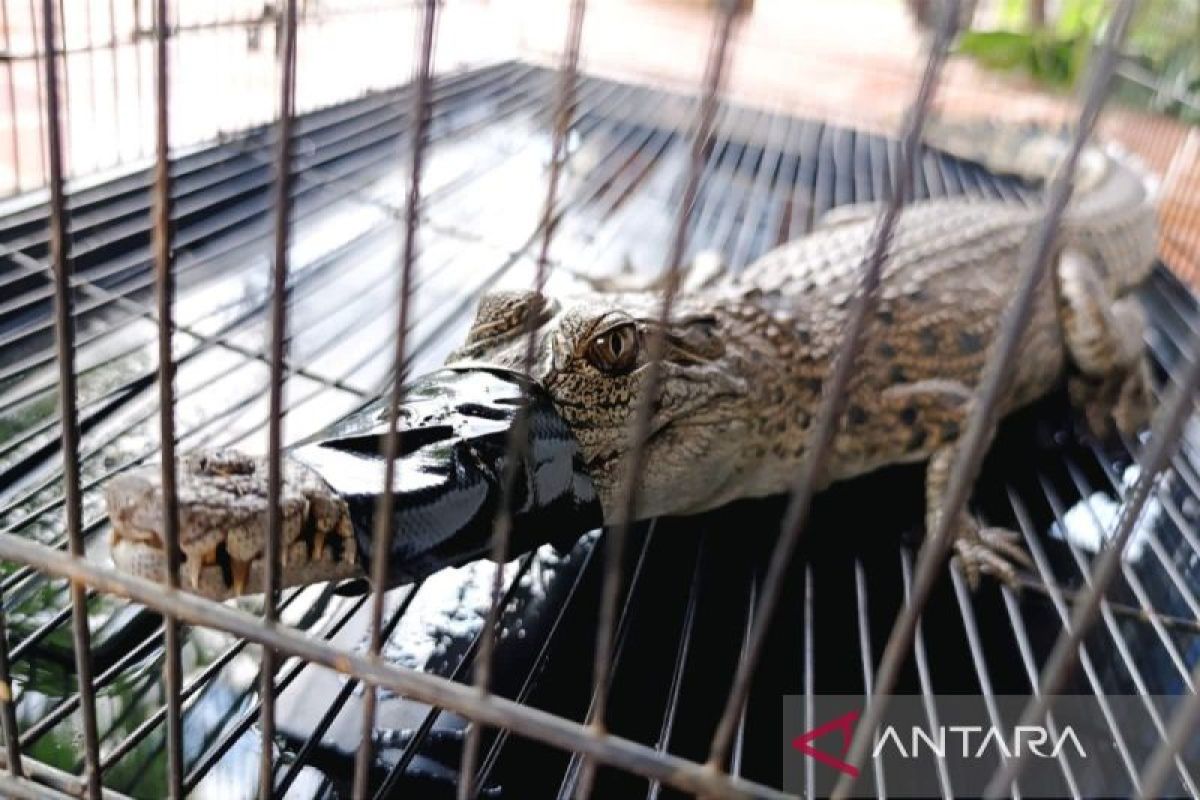 Central Kalimantan residents cautioned about crocodile sightings