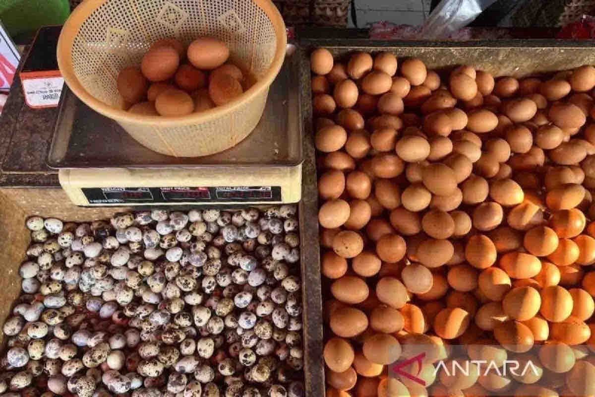 Harga pangan Sabtu, telur ayam naik jadi Rp29.190 per kg