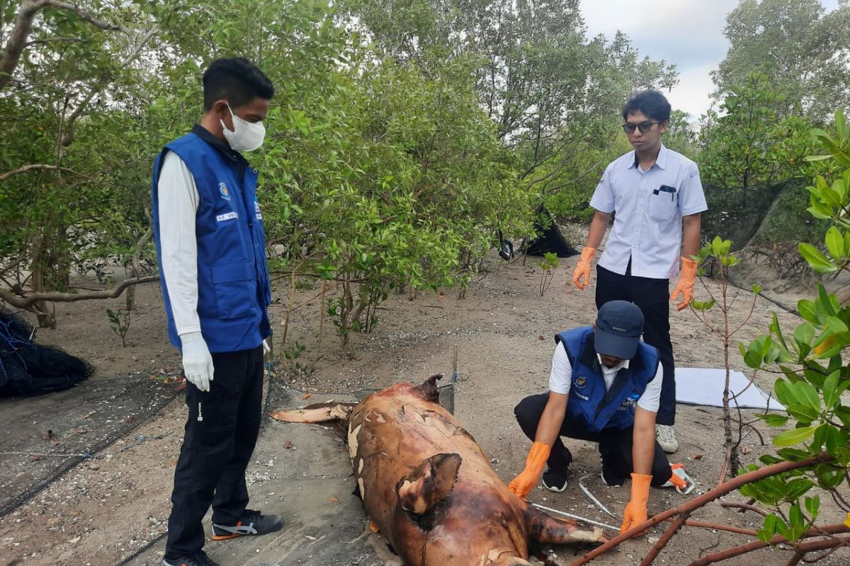 BKKPN Kupang laporkan seekor dugong terdampar di pesisir Kupang