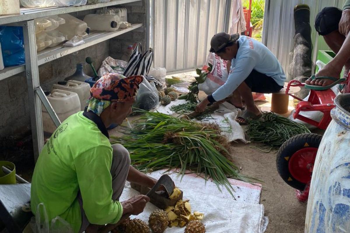 Kolaborasi TJSL Pegadaian dan Unsoed dorong kemandirian pupuk dan pertanian organik