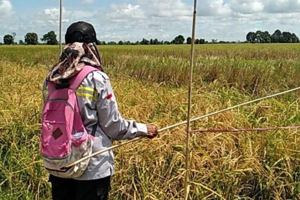 Risma, wanita sang inspirator pertanian dari Anjir Muara