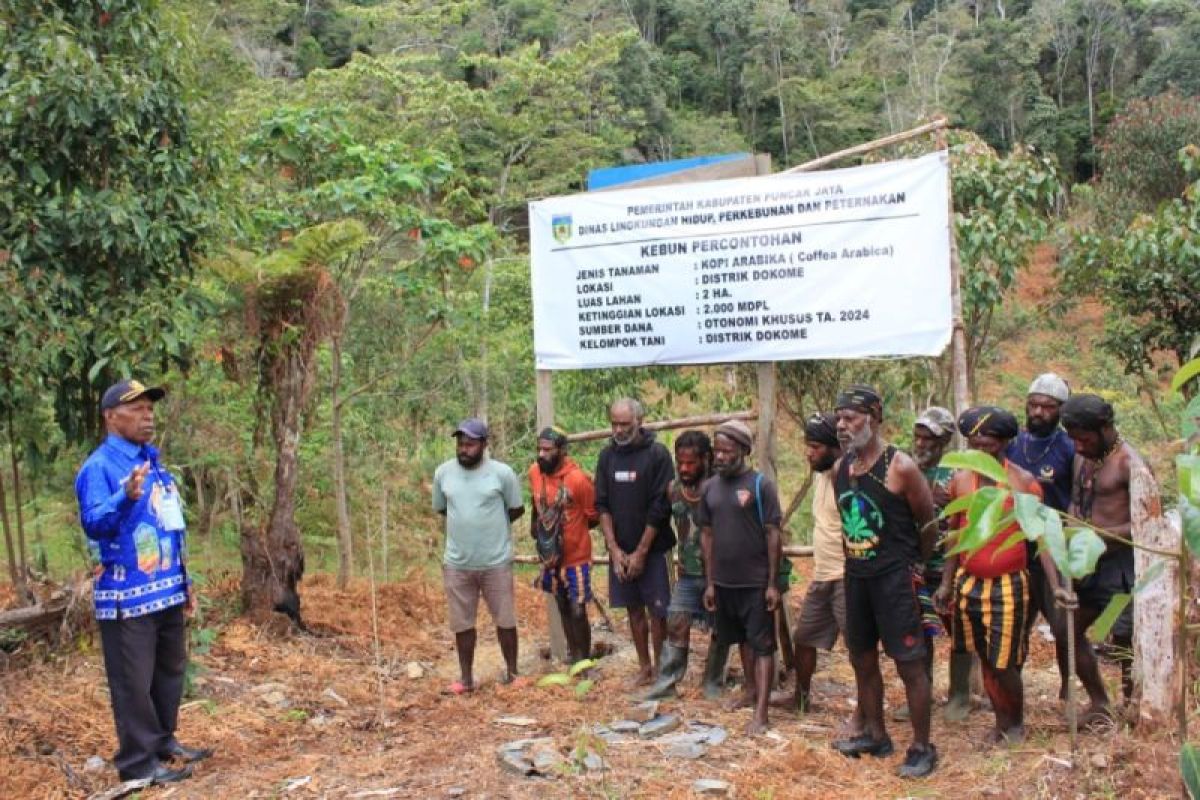 Pemkab Puncak Jaya dorong pengembangan kopi jenis arabika