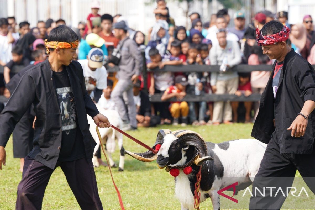 Pemkab Bogor hidupkan usaha ternak lewat Festival Ternak Domba-Kambing