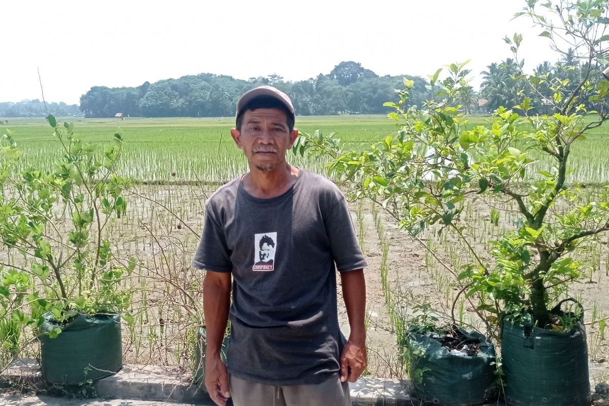 Kelompok tani Sukabungah Lebak sumbang produksi pangan.