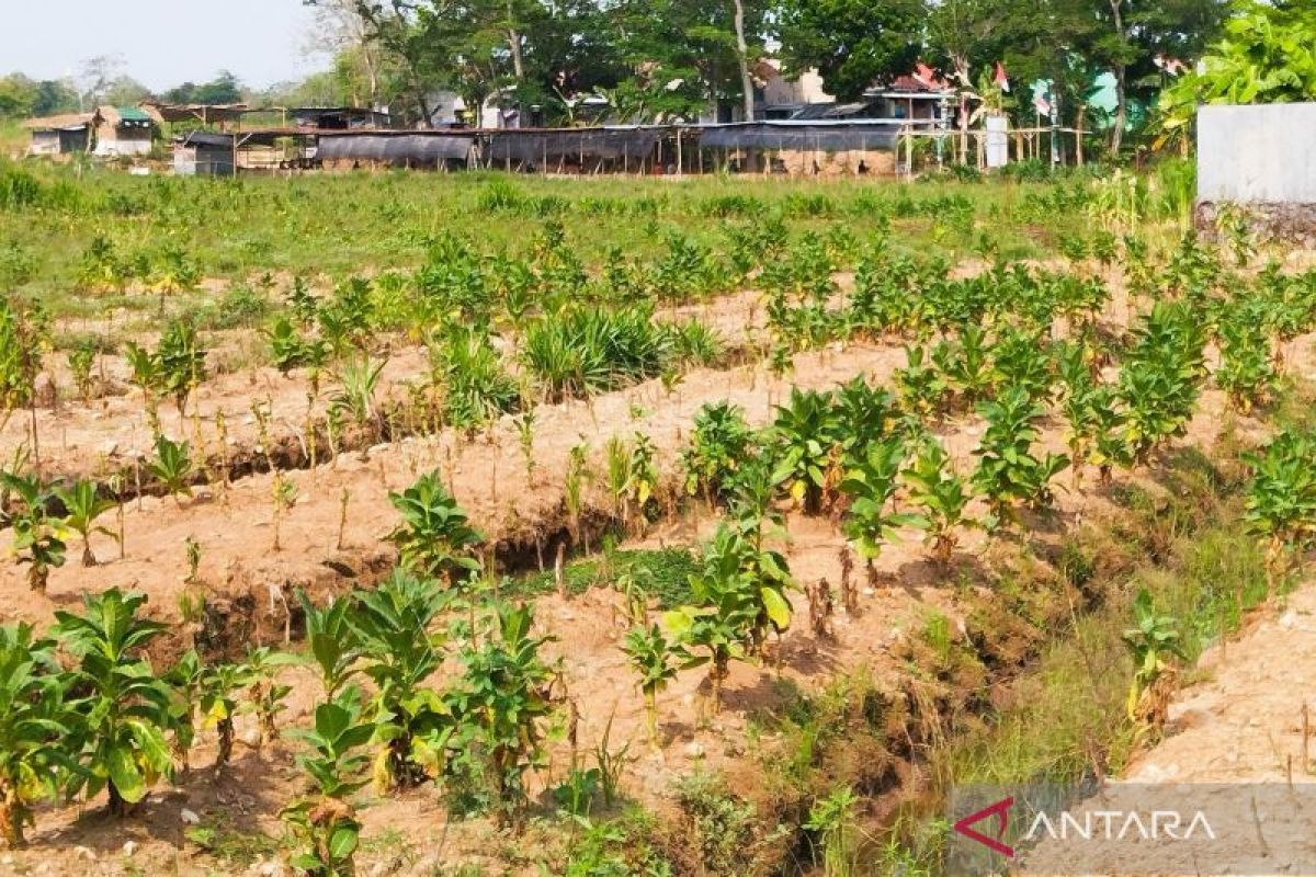 Pemkab  Kudus tambah luas lahan uji coba tanaman tembakau