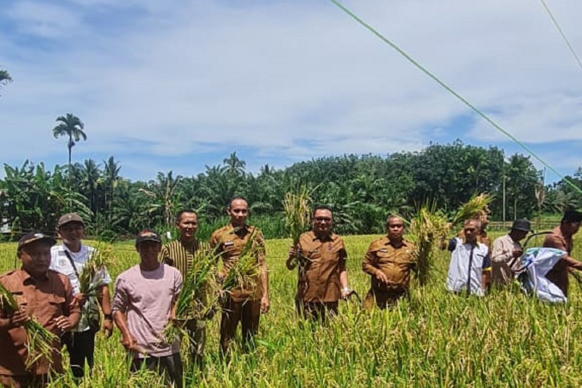 Pemkab Pasaman Barat panen perdana padi dari kegiatan dana desa