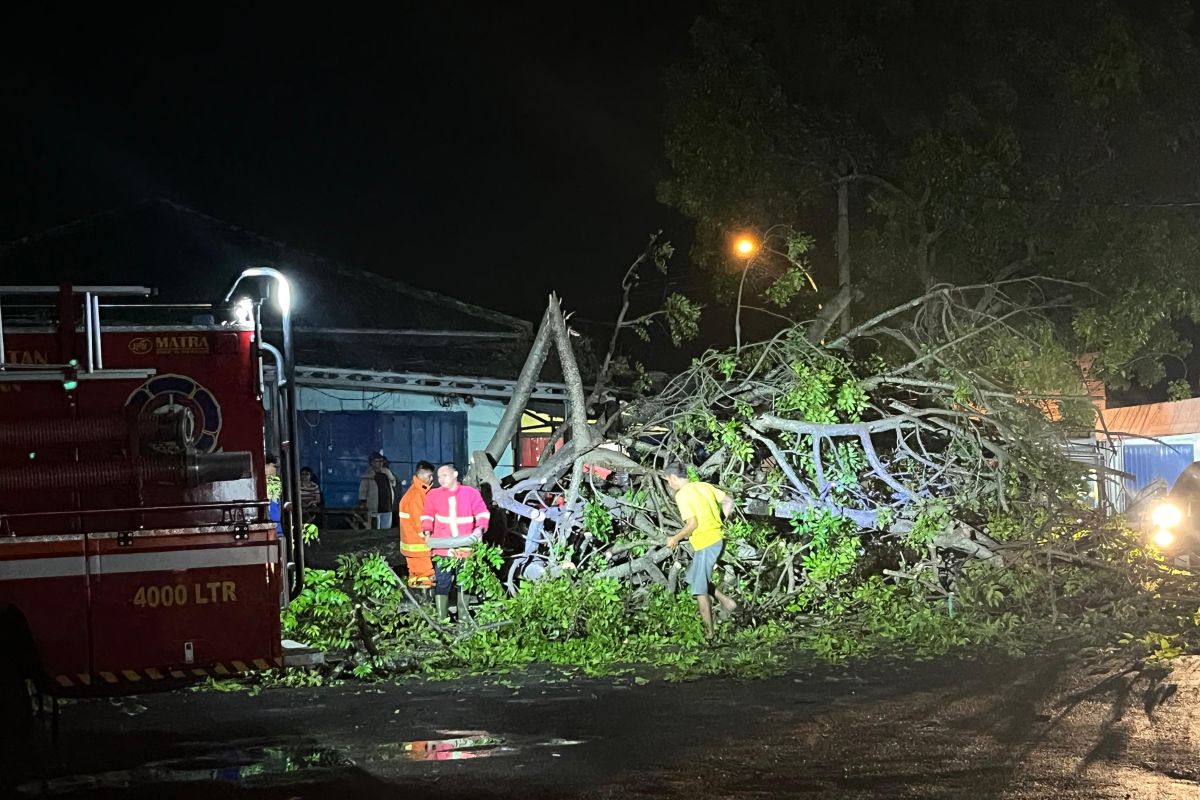 Petugas evakuasi pohon tumbang timpa warung makan di Lamsel