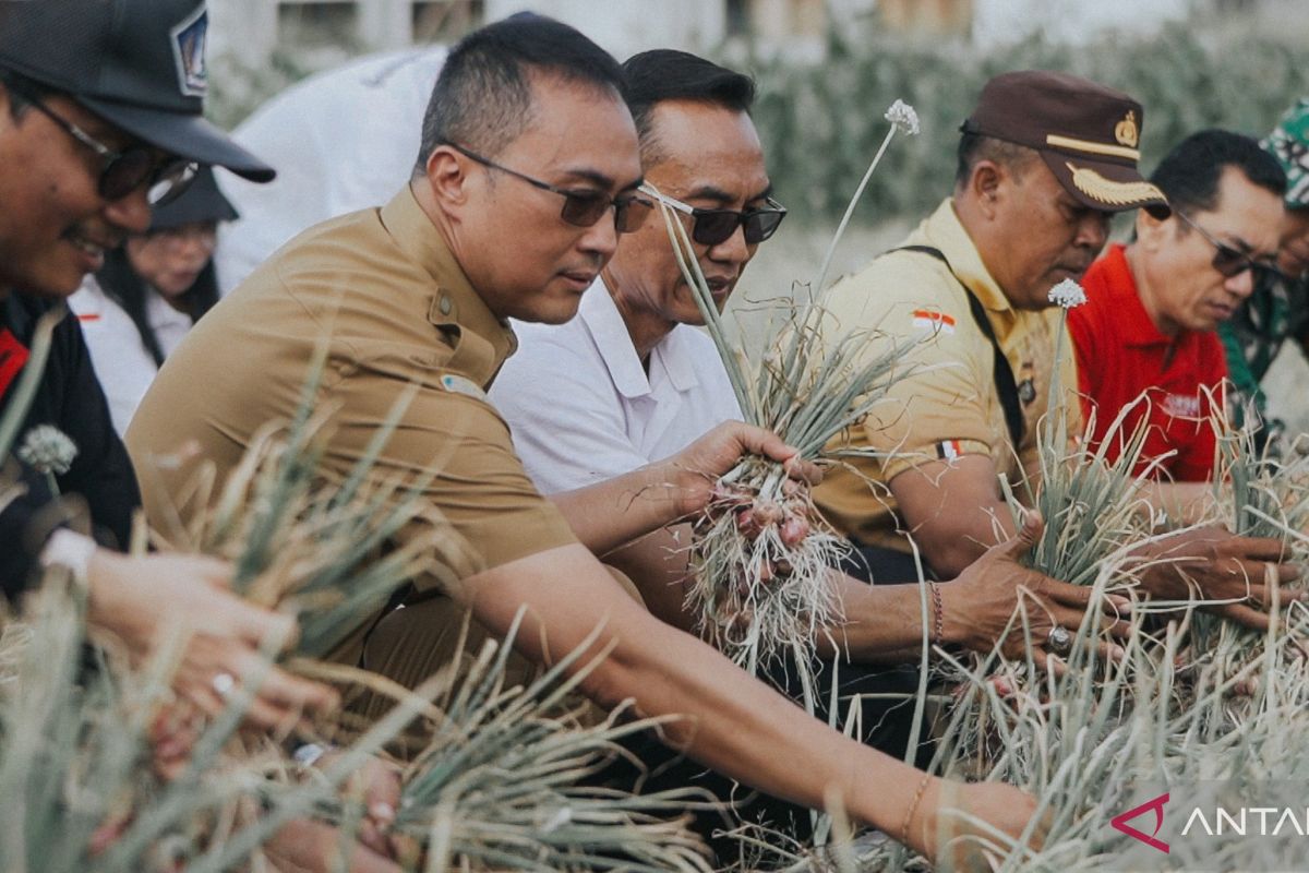 Kabupaten Badung tingkatkan produksi bawang merah