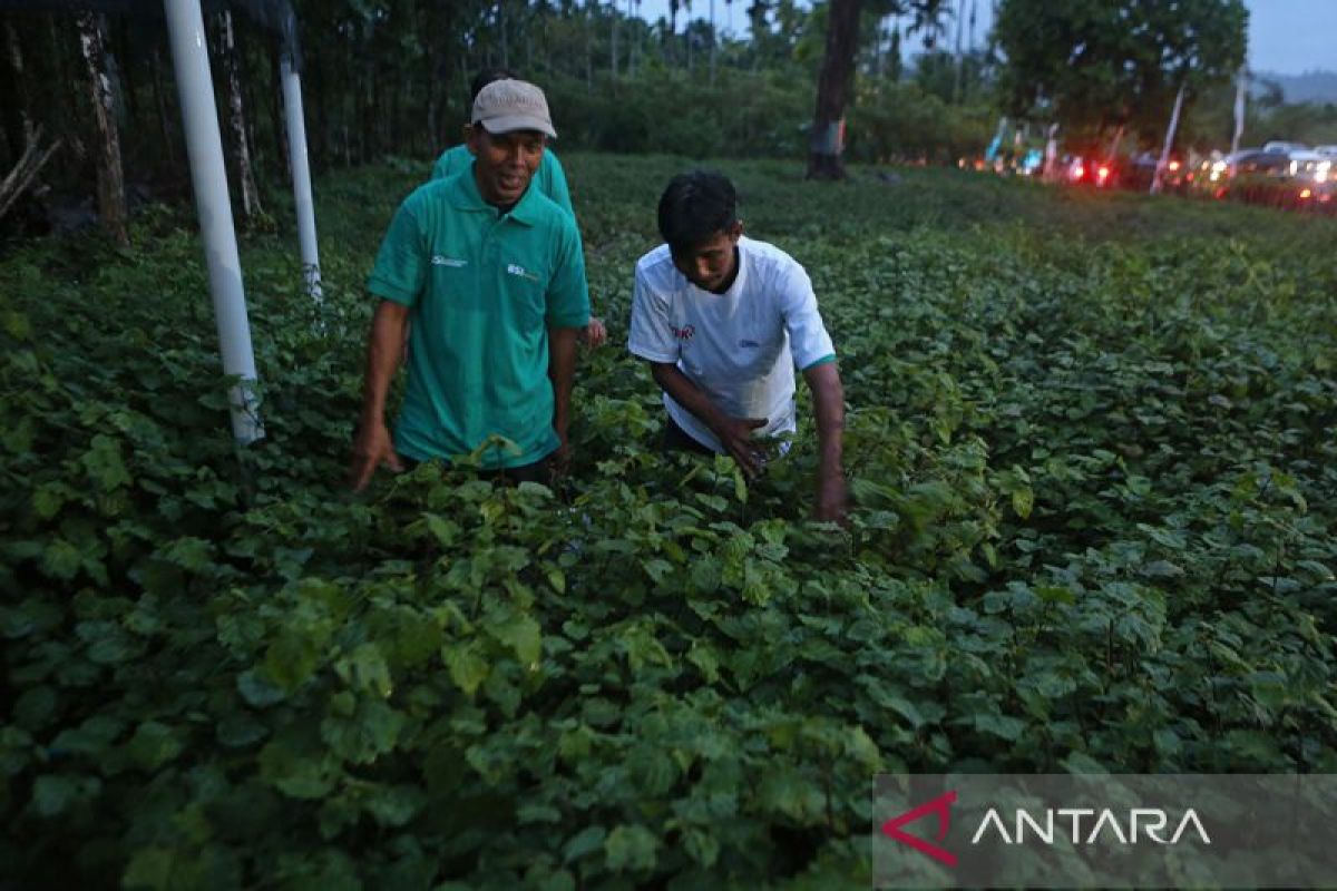 FOTO - Pengembangan ekosistem keuangan inklusi di sentra nilam