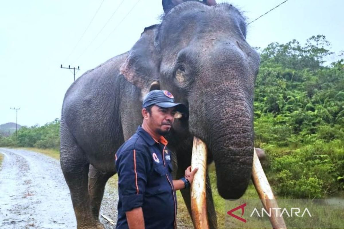 Tim BKSDA berhasil pasang kalung GPS pada gajah liar di Aceh Barat