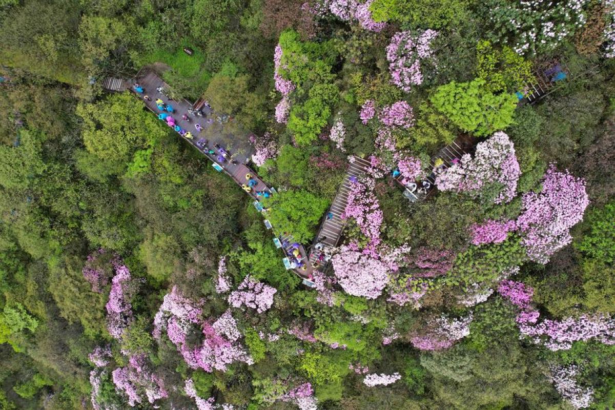 Gunung Fanjing di China barat daya masuk Daftar Hijau IUCN