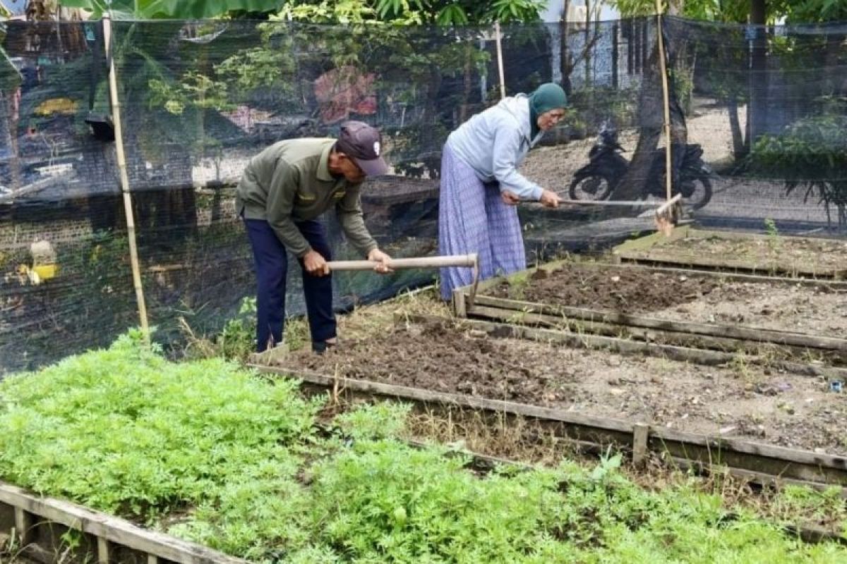 Dinas KP2 Kota Batam lakukan pembinaan pertanian urban kelompok wanita tani