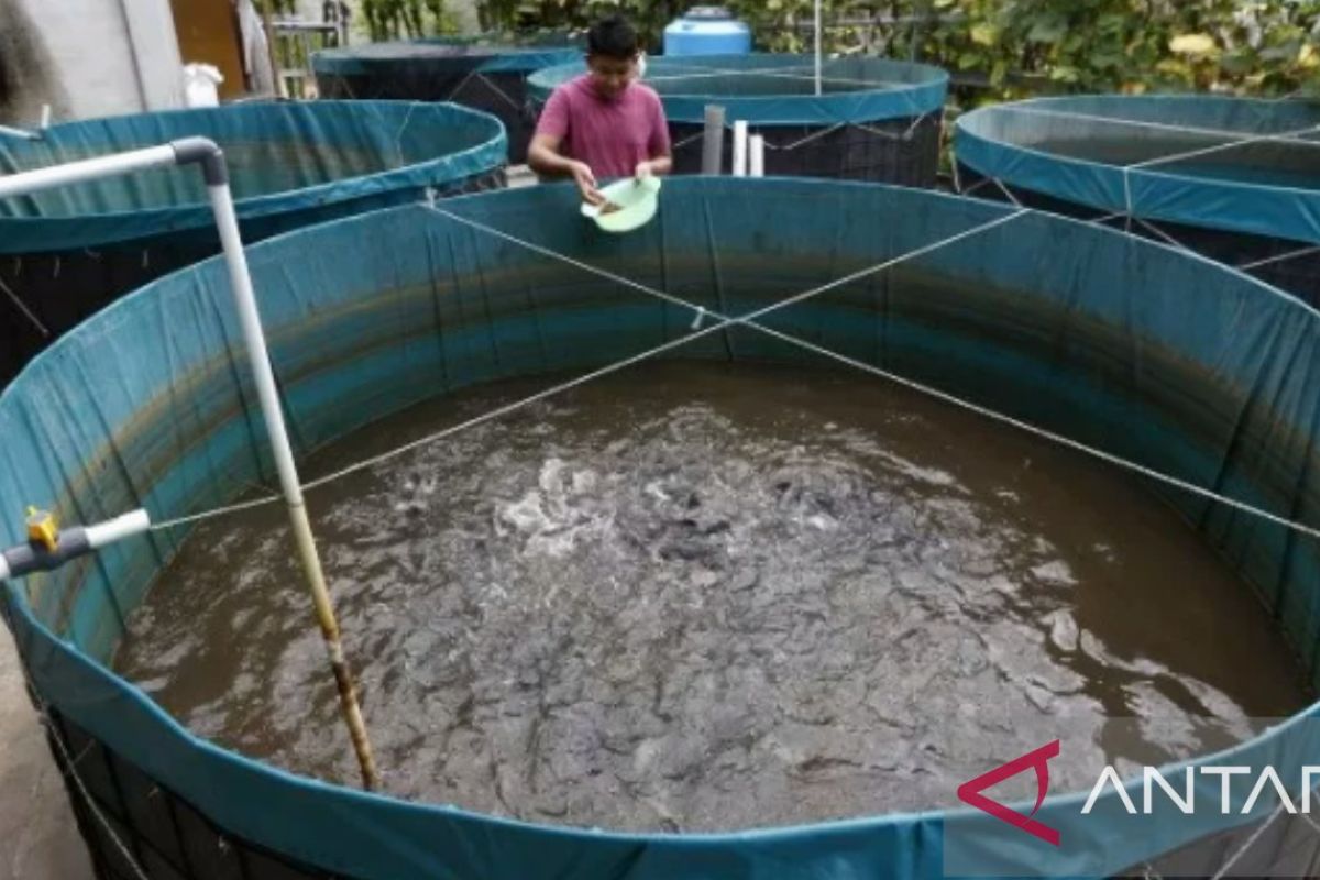 Dinas sebut banyak pembudidaya ikan di Karawang belum punya CPIB dan CBIB