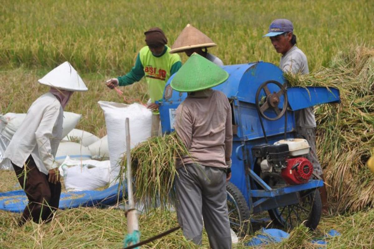 Distan Lebak targetkan angka tanam Oktober seluas 15.000 hektare