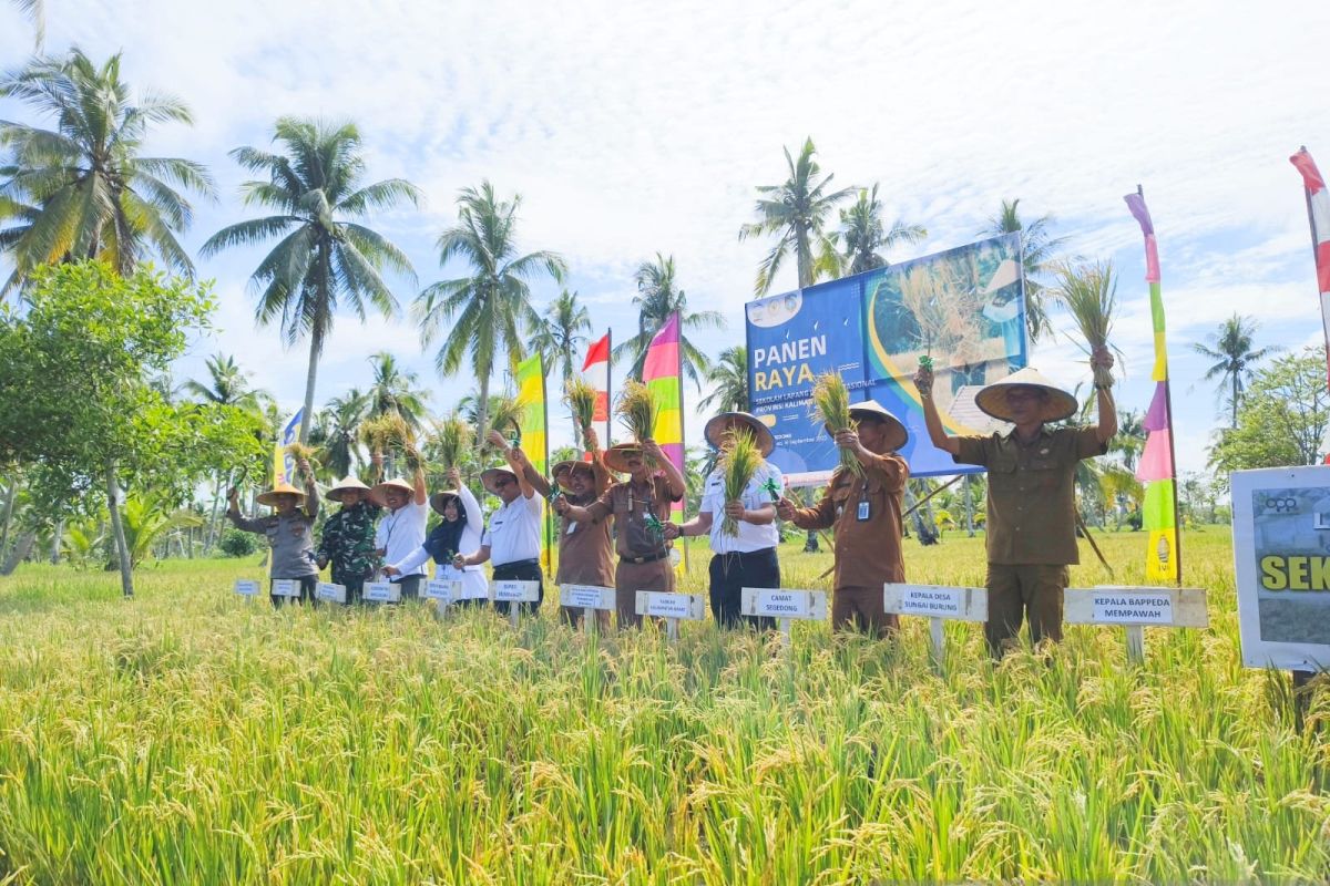 Luas panen padi di Kalbar 2024 diperkirakan 255,11 ribu ha