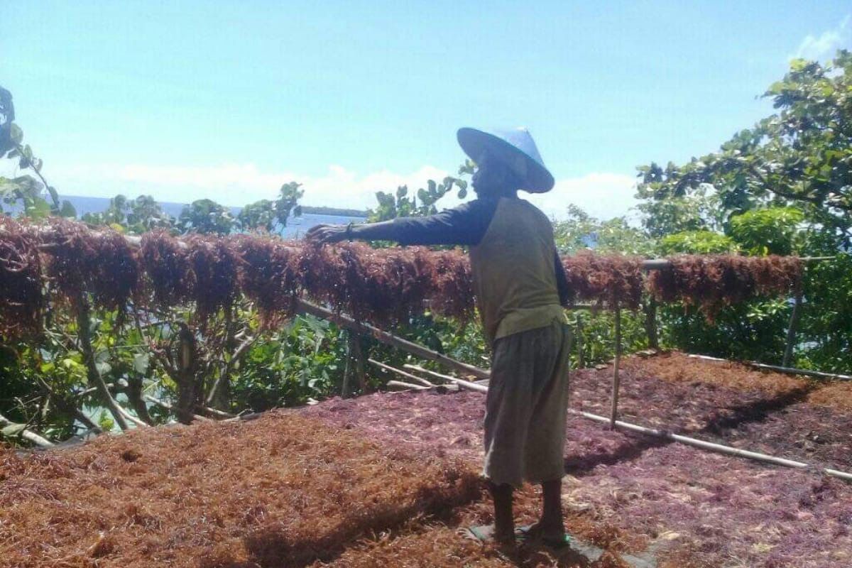 KKP Maluku kembangkan contoh budi daya rumput laut di Maluku Tenggara