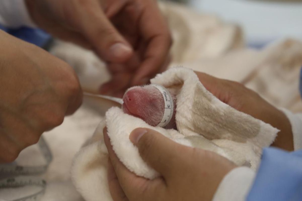 Bayi panda raksasa kembar sapa pengunjung pertama di Berlin