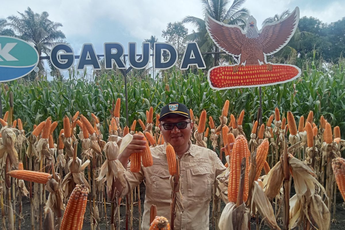 Pemkab Pasaman Barat salurkan 17.136 ton pupuk bersubsidi