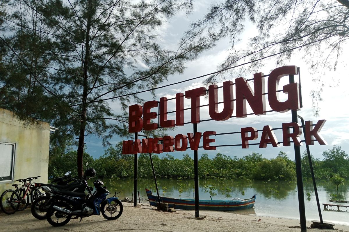 Setkab nilai tutupan hutan mangrove Belitung masih bagus