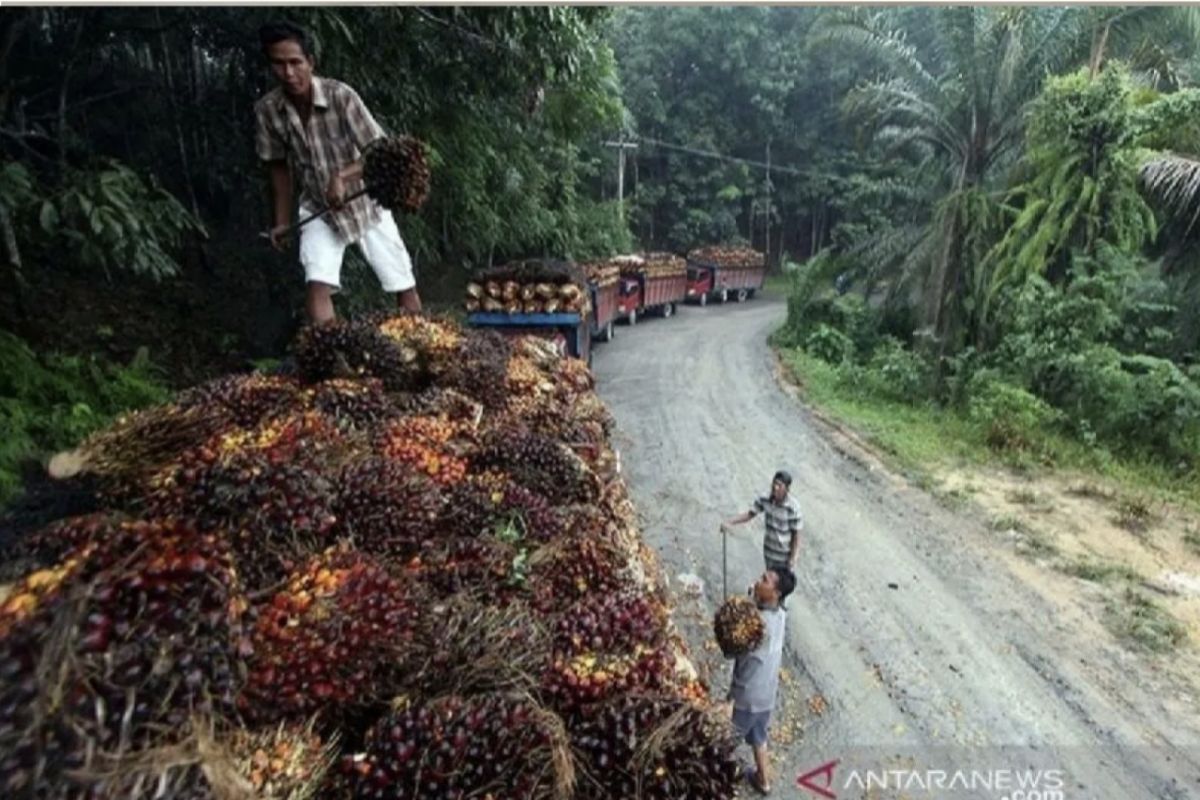 Disbun Riau tetapkan harga TBS kelapa sawit naik jadi Rp3.348,15/kg