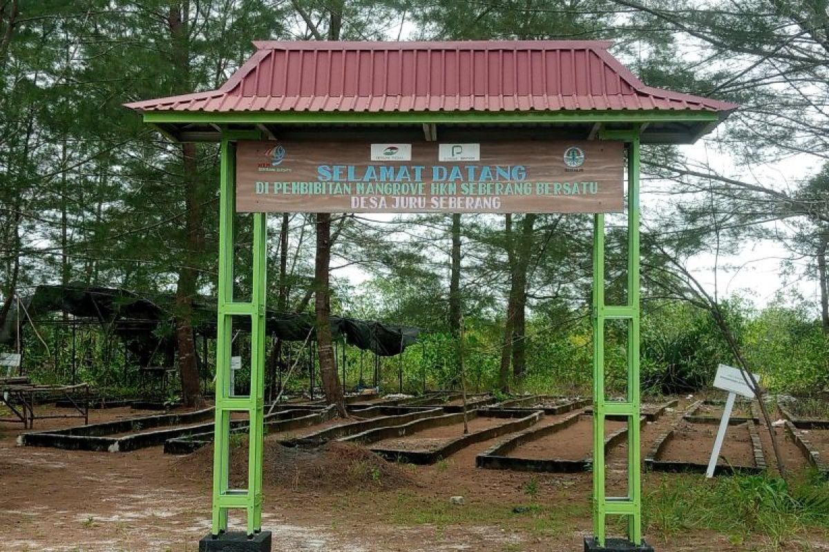 Hkm Seberang Bersatu berhasil rehabilitasi ratusan hektare mangrove