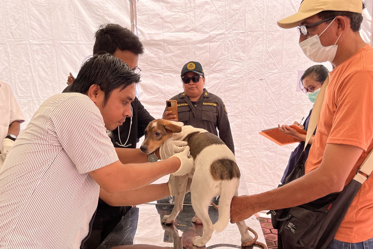 BKHIT Maluku beri vaksin rabies kucing dan anjing di Ambon