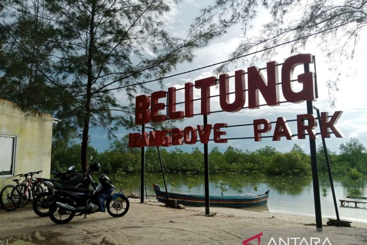 Setkab nilai hutan mangrove Belitung masih lestari