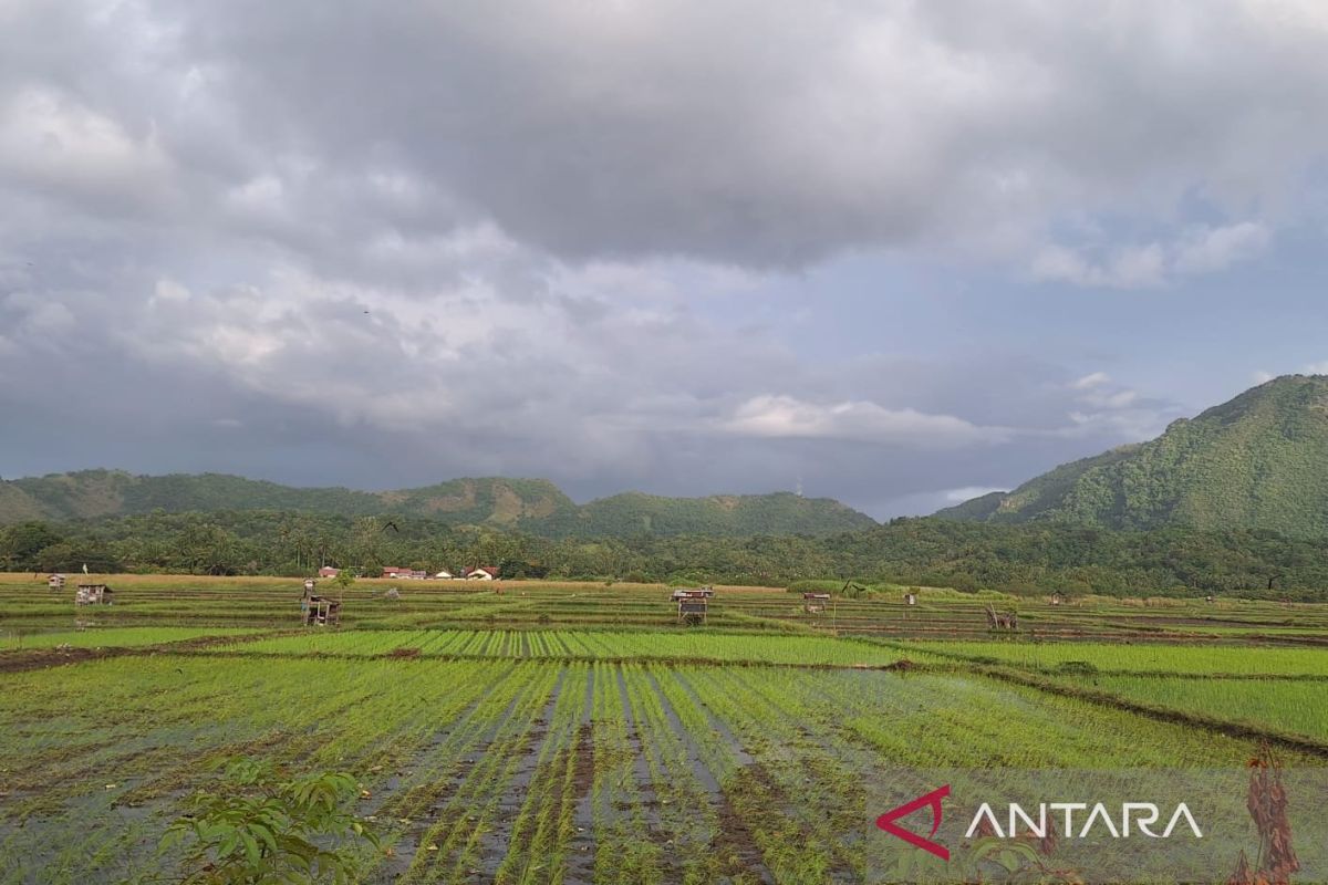 Aceh Besar targetkan luas tanam musimrendeng seluas 25.692 hektare