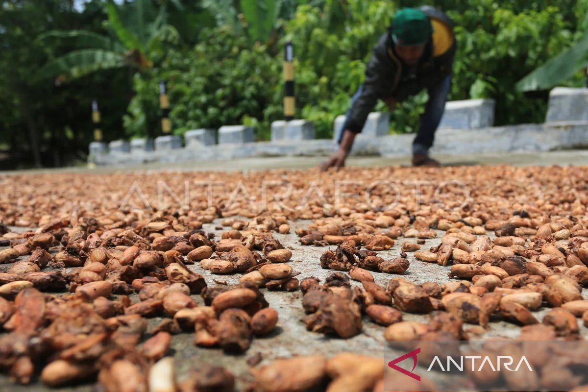 Harga biji kakao di Aceh Barat Daya tembus Rp90 ribu per kilogram