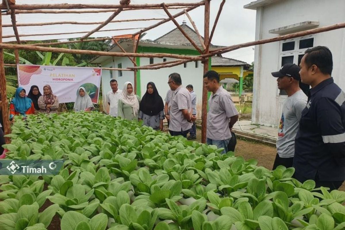 PT Timah Tbk berdayakan warga Sawang Laut kembangkan sayuran hidroponik