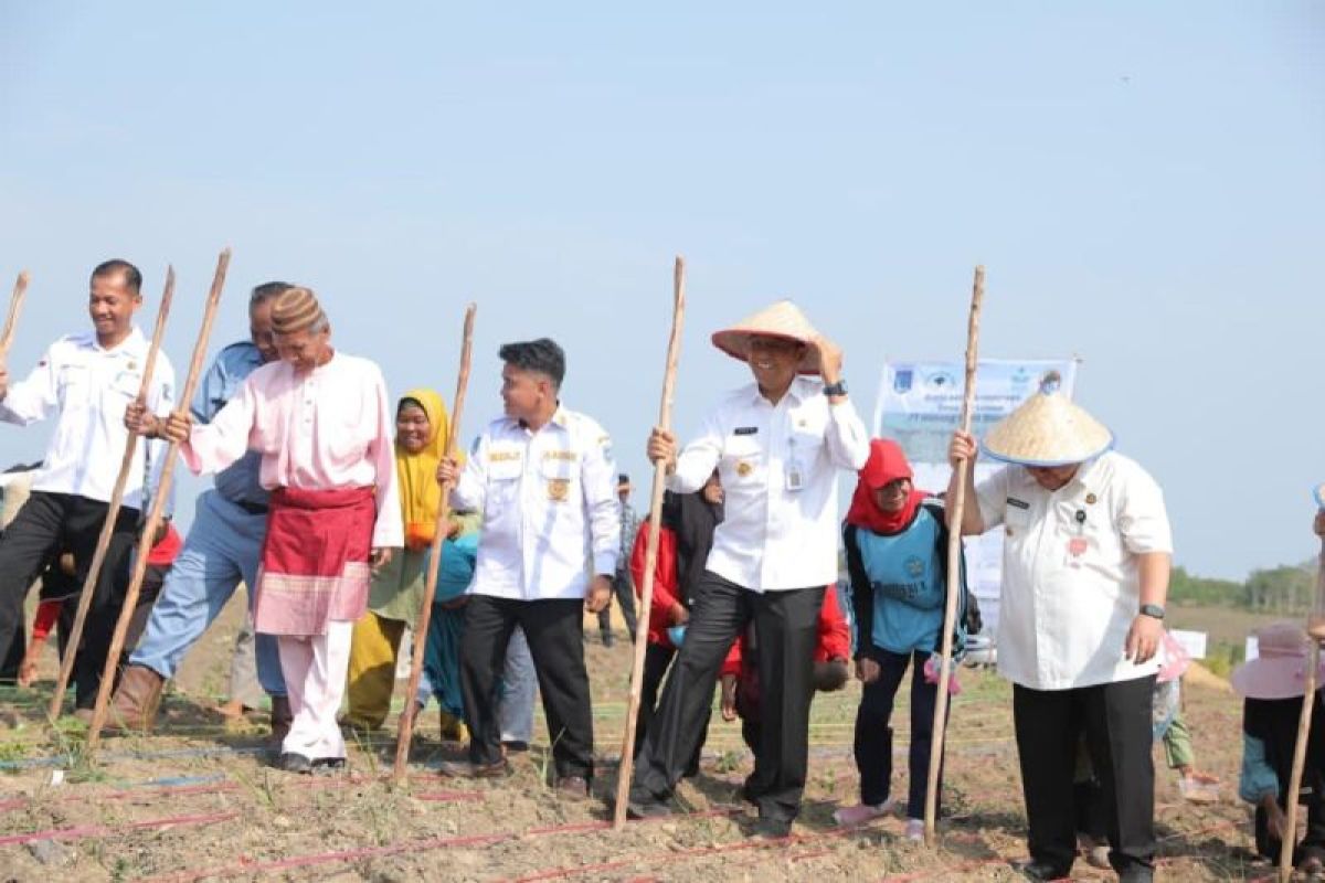 Pj Gubernur Babel tanam padi ladang di bekas tambang Air Limau