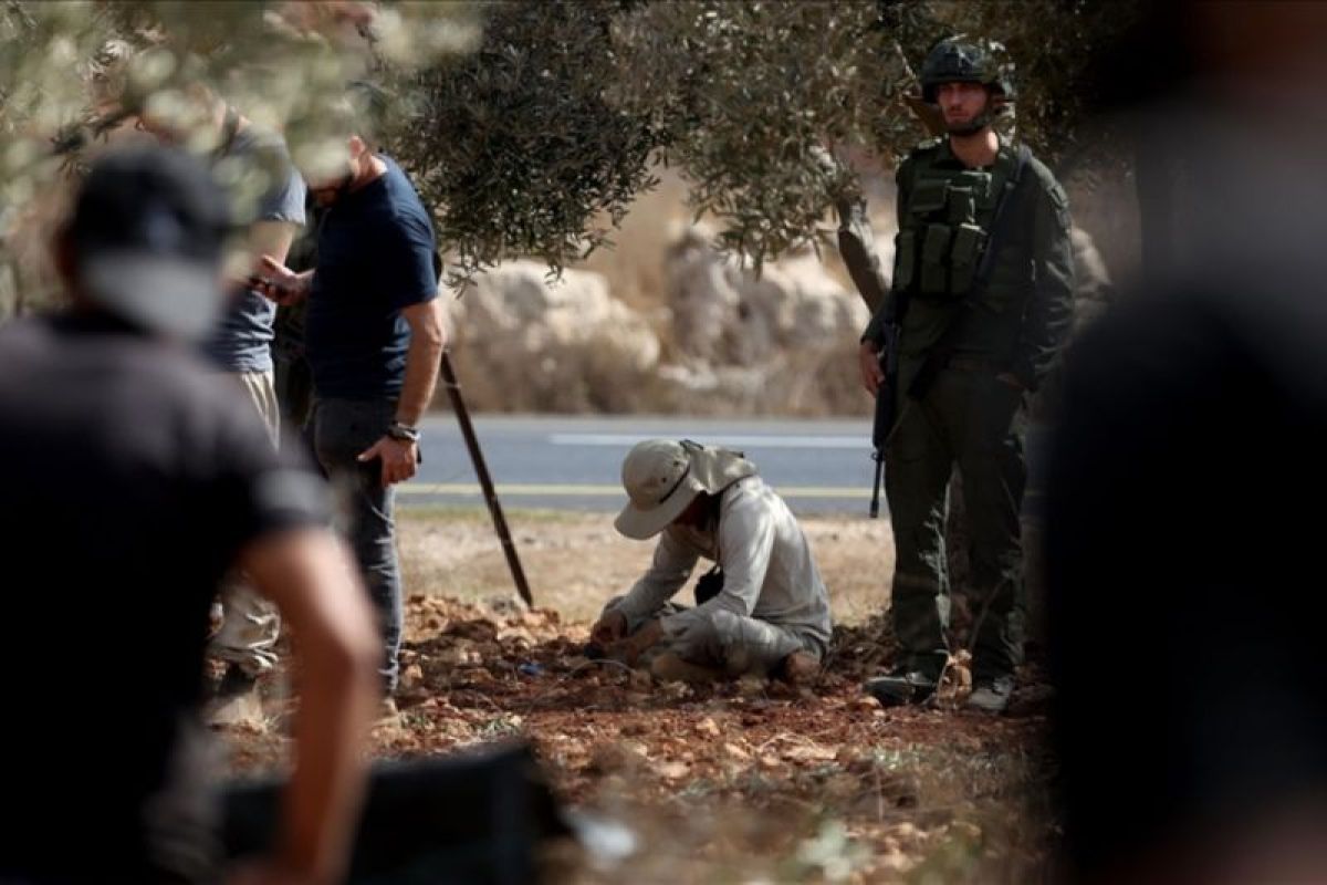 Pakar PBB desak Israel izinkan petani Palestina panen buah zaitun