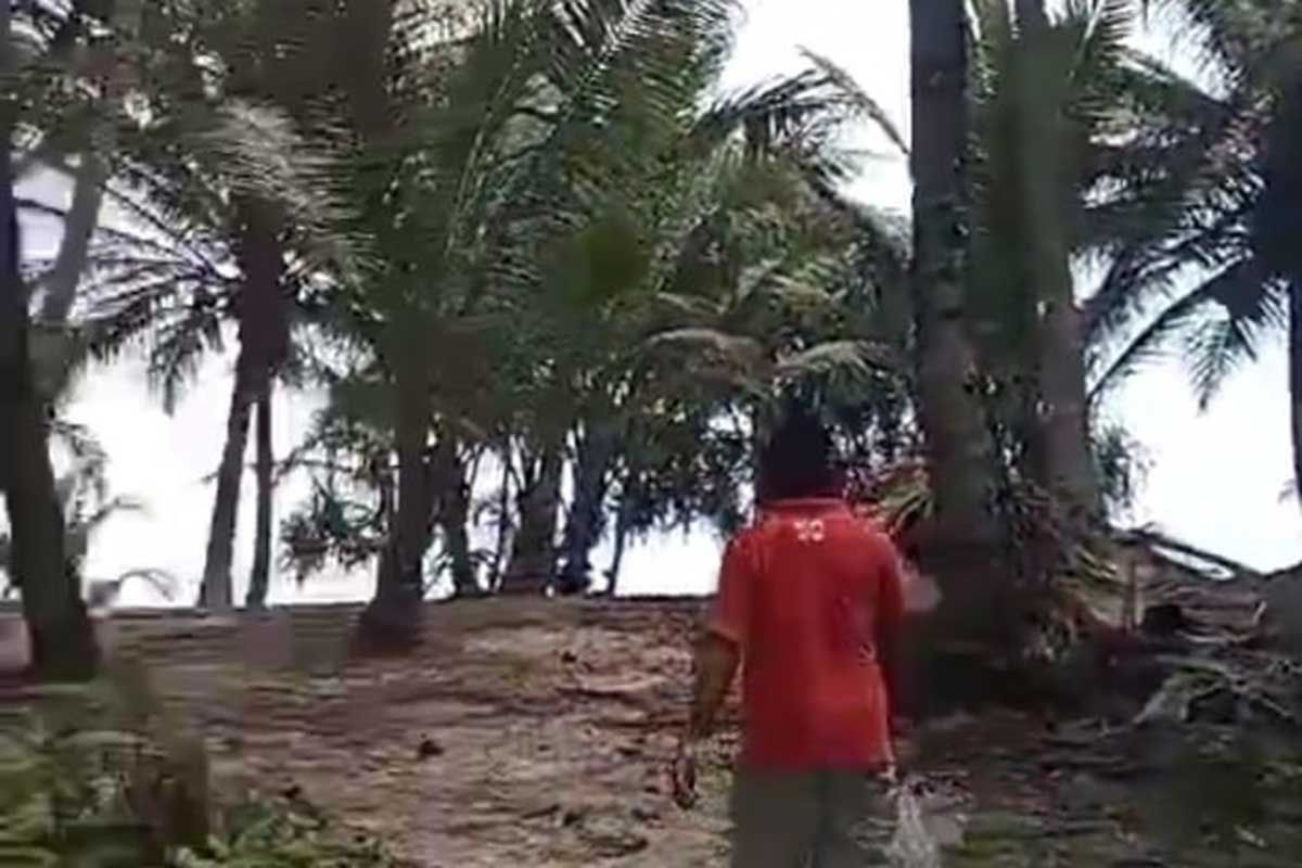 Puluhan hektare pohon kelapa di Simeulue diserang hama