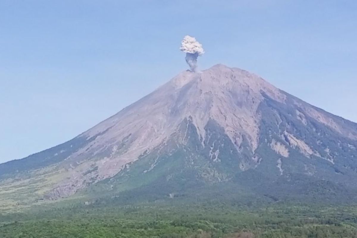 Gunung Semeru erupsi dengan letusan setinggi 800 meter