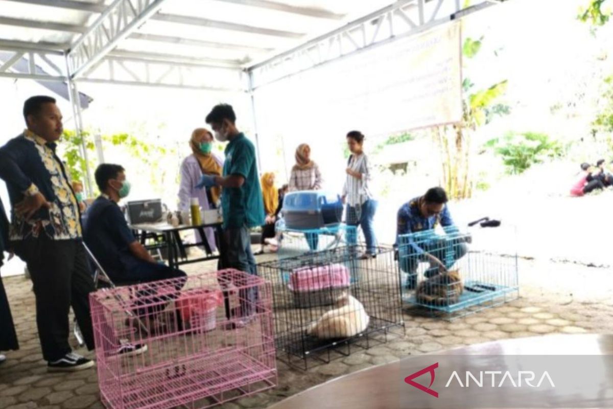 Tabalong targets to vaccinate 2,000 rabies carrying animals