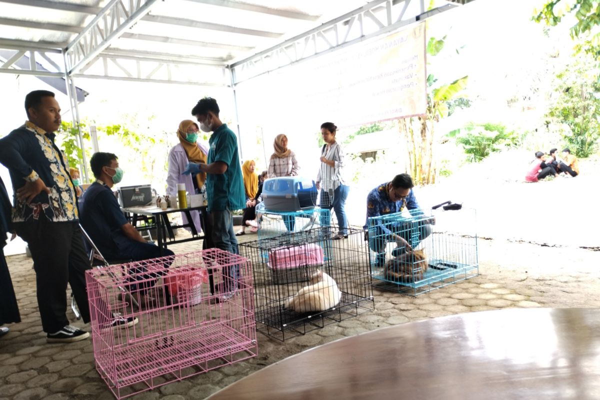 Disbunnak Tabalong target vaksinasi  2.000 ekor hewan pembawa rabies