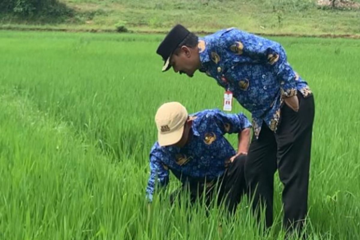 Pj Bupati Tanah Laut: Petani tulang punggung kedaulatan pangan