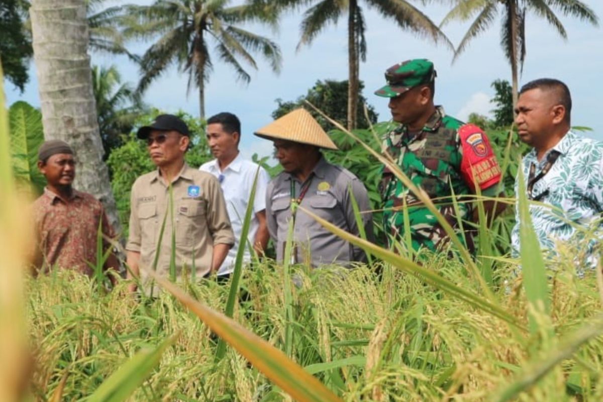 BPSIP salurkan bantuan benih padi ke petani Halmahera Utara