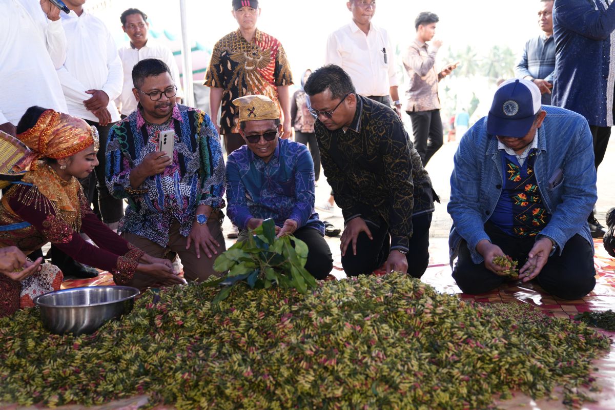 Harga komoditas cengkih di Ternate merangkak naik