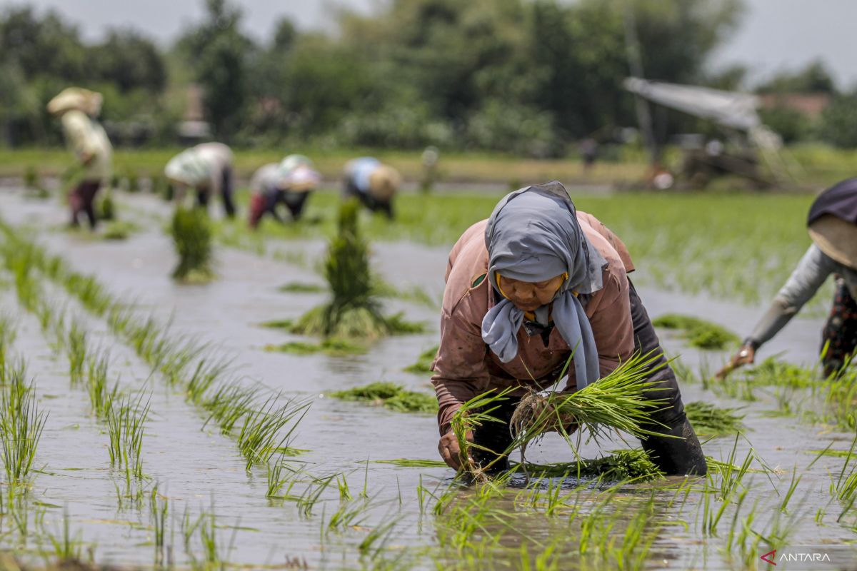 Deputy Minister Sudaryono backs Prabowo's food self-sufficiency vision