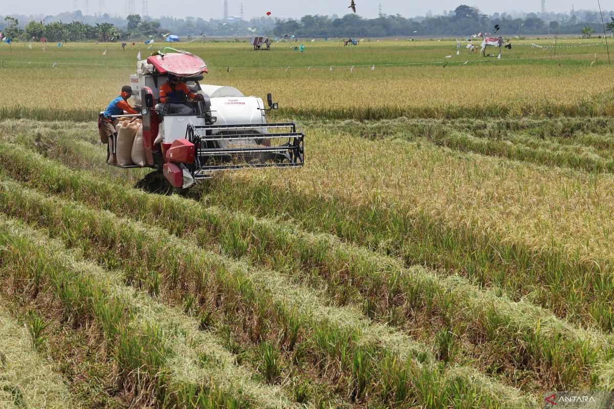 Peluang dan tantangan pemerintahan baru wujudkan ketahanan pangan