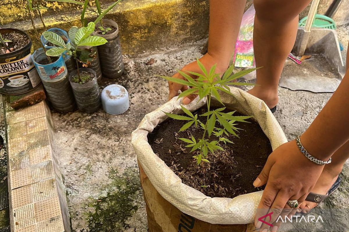 Polisi tangkap buruh bangunan miliki dua pohon ganja di Mataram