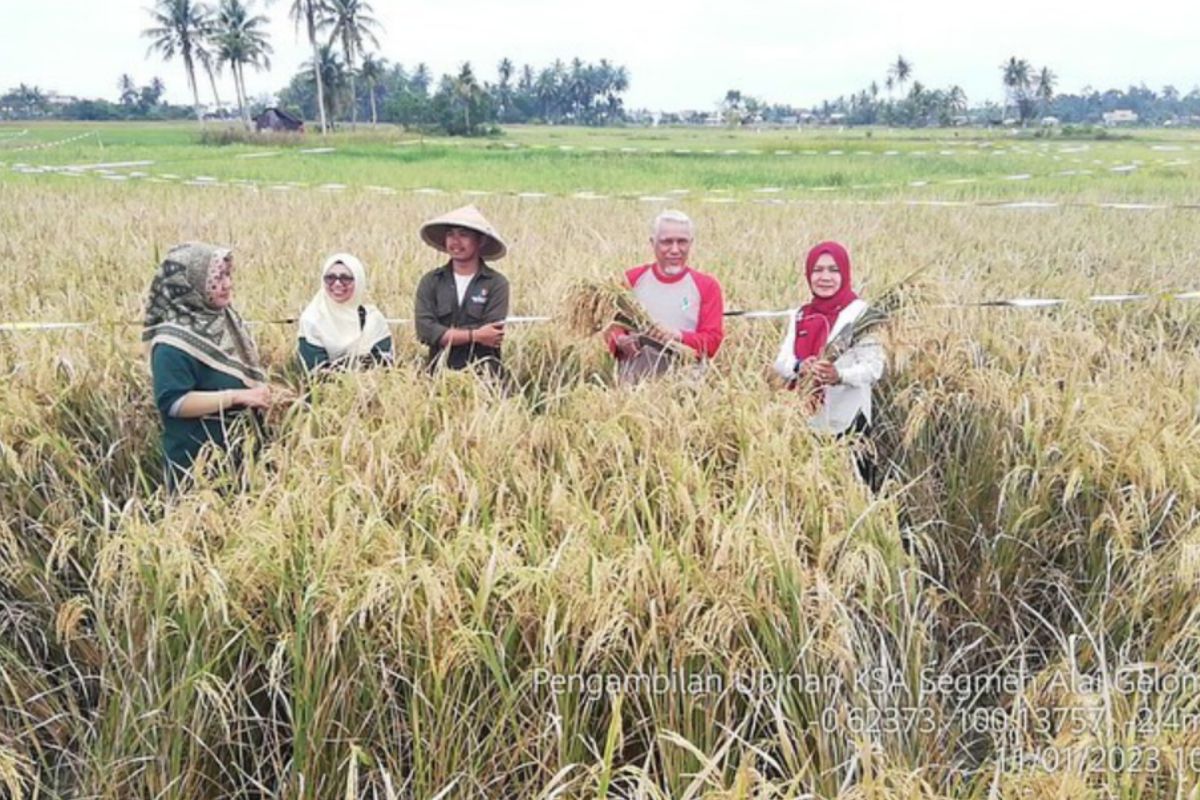 BPS : Angka nilai tukar petani Sumut masih terus meningkat hingga Oktober 2024