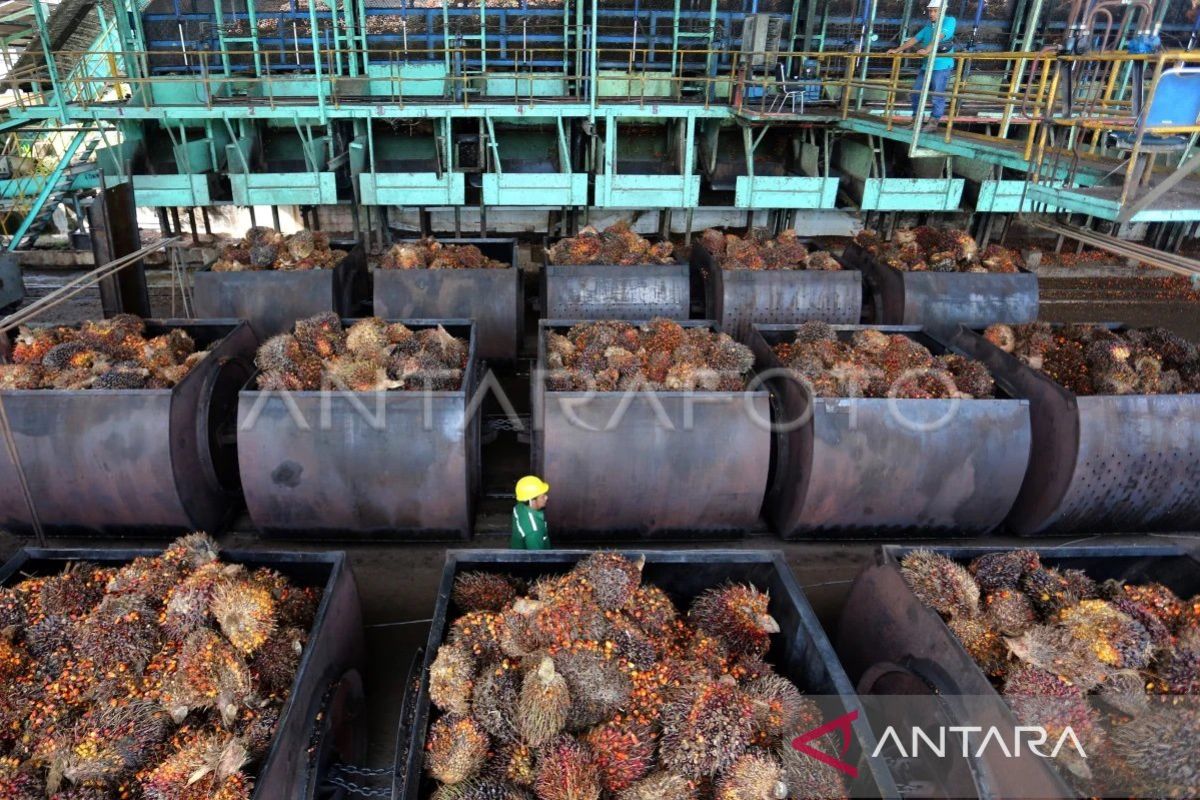 GAPKI harap pemerintah bentuk badan khusus tangani industri sawit