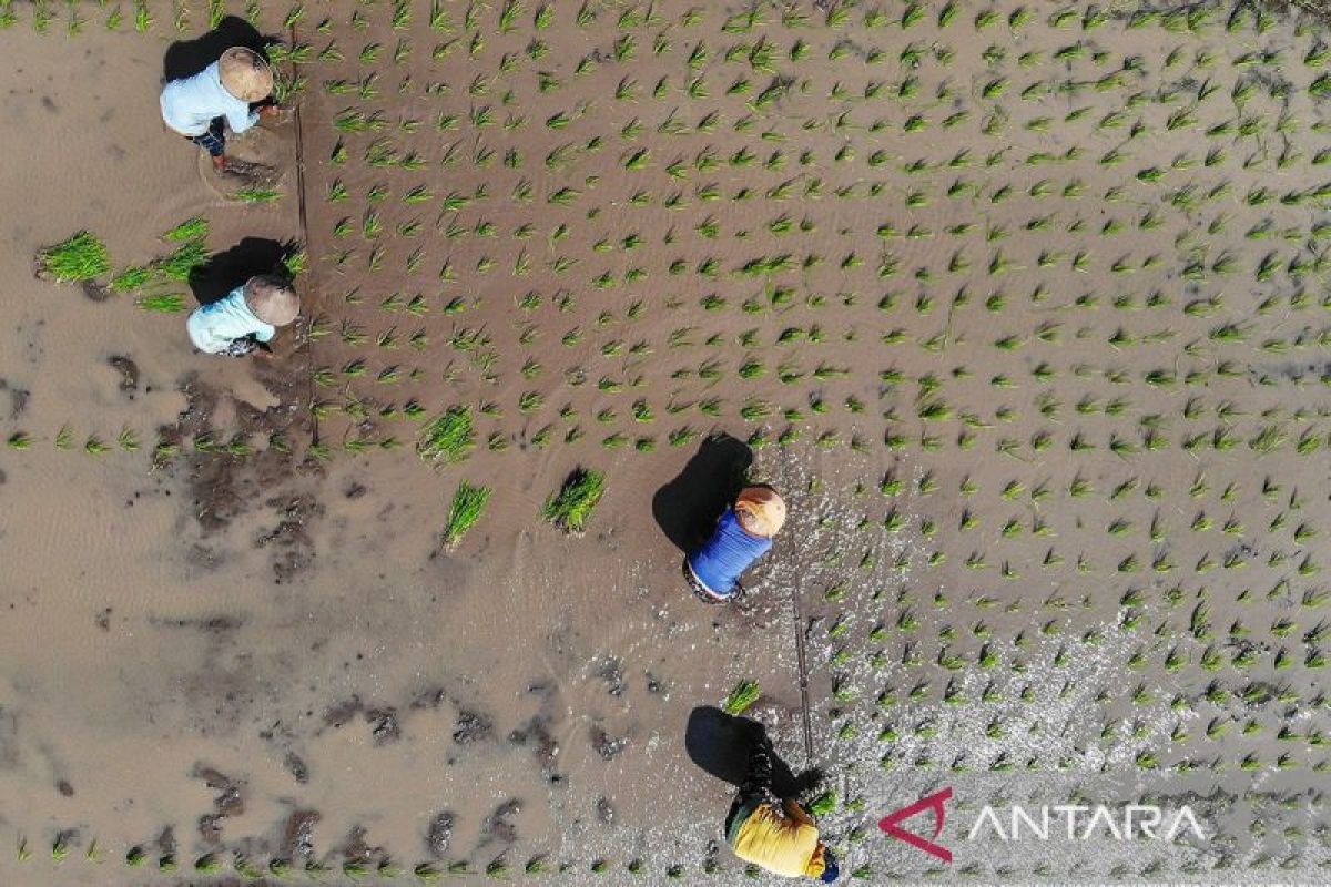 BRIN sebut petani Jawa kuno tentukan musim tanam dengan rasi bintang