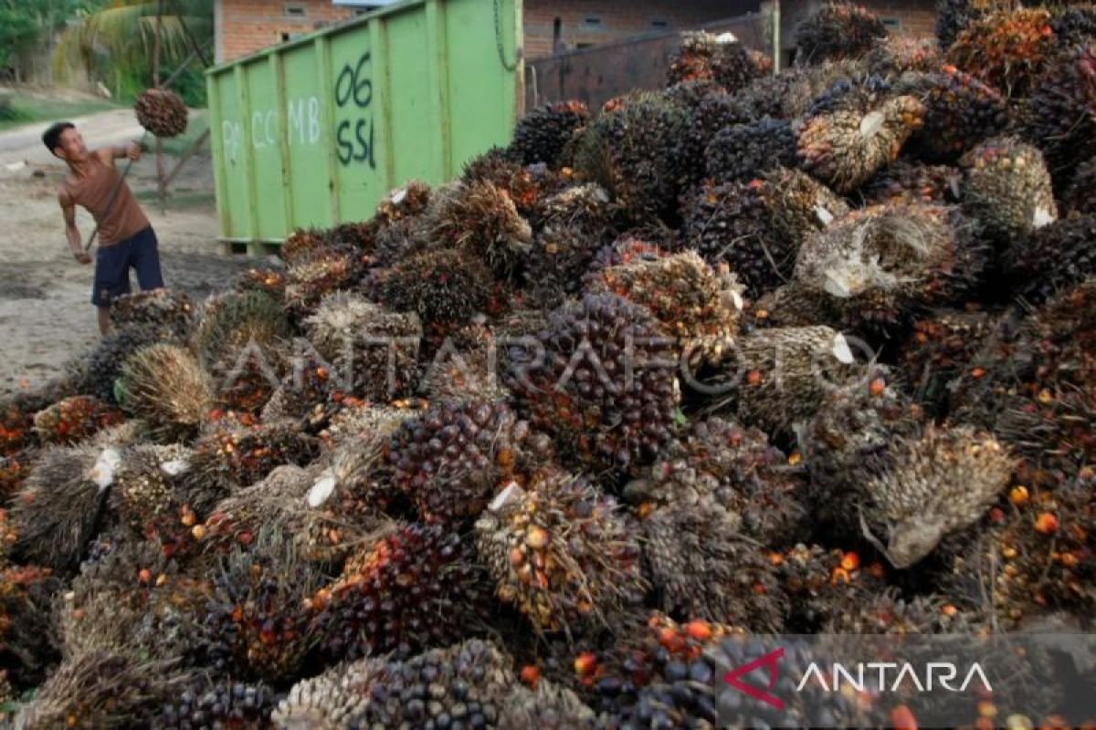 Pengusaha sawit minta pemerintah kaji ulang kebijakan biodiesel B50